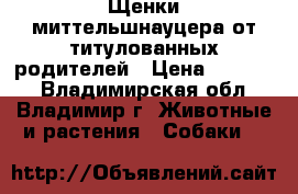 Щенки миттельшнауцера от титулованных родителей › Цена ­ 20 000 - Владимирская обл., Владимир г. Животные и растения » Собаки   